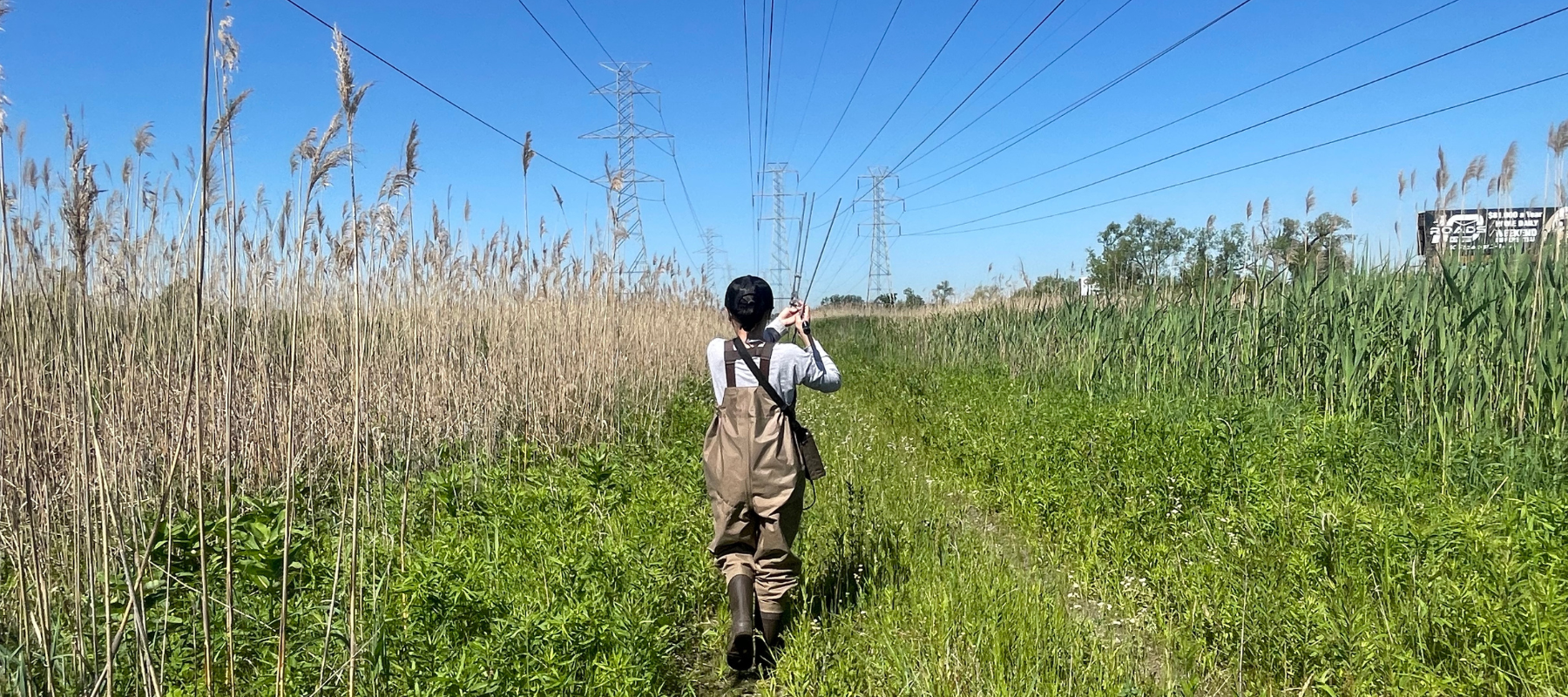 Undergraduate turtle tracking in an open field. 